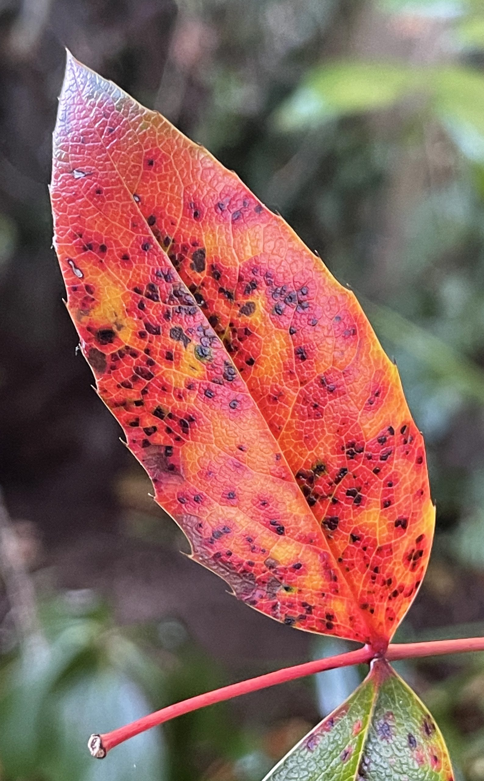 Red autumn leaf