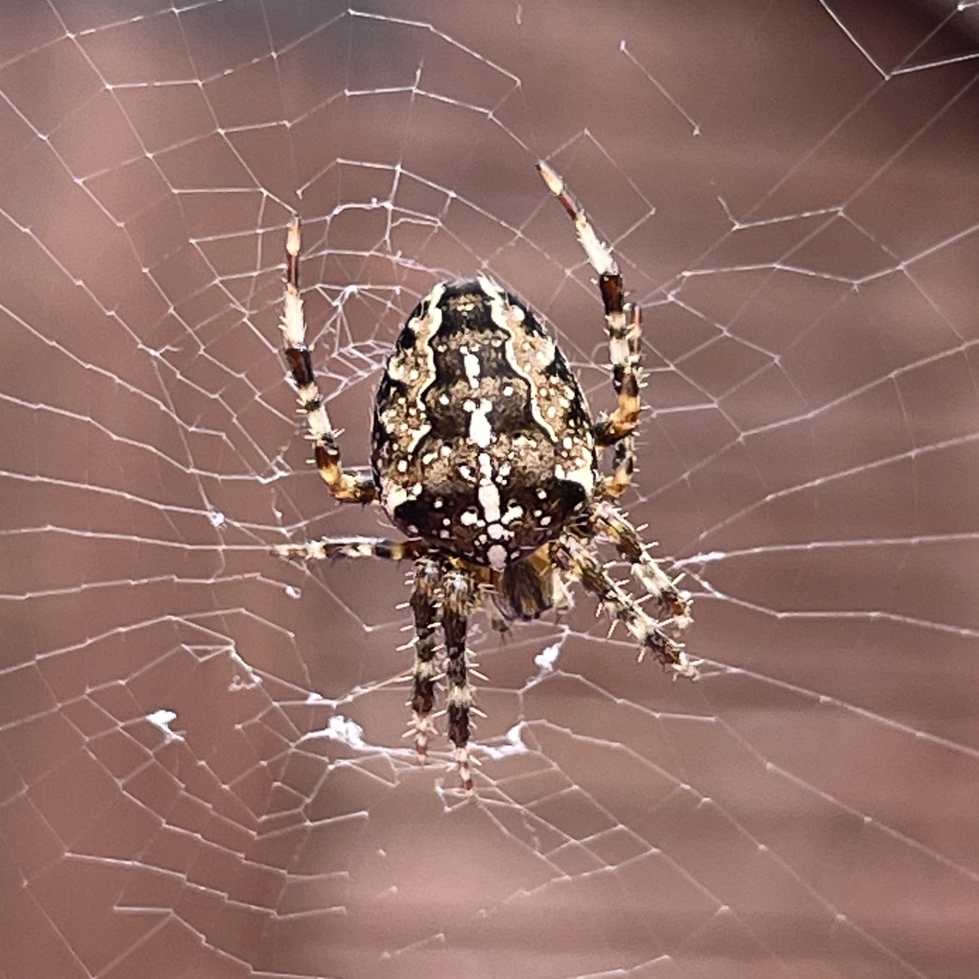 Spider in a web​