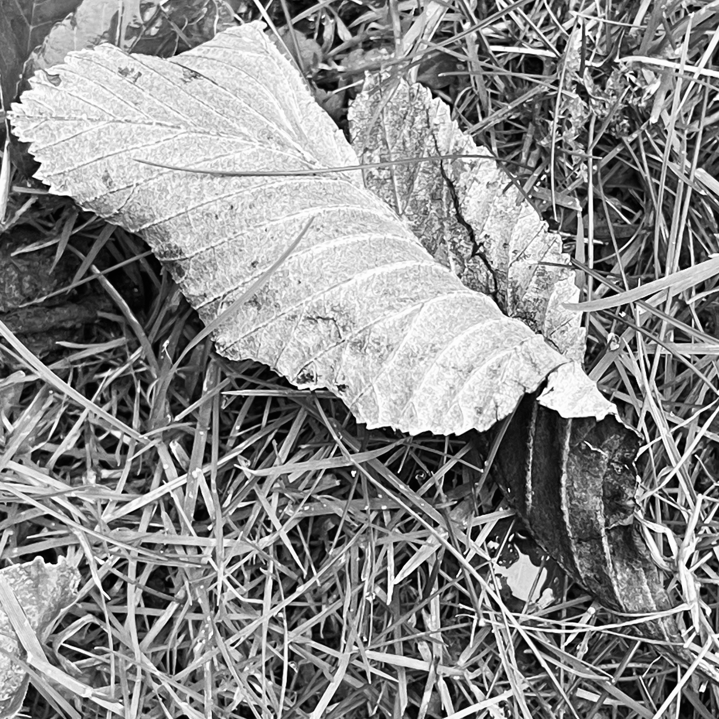 Leaf