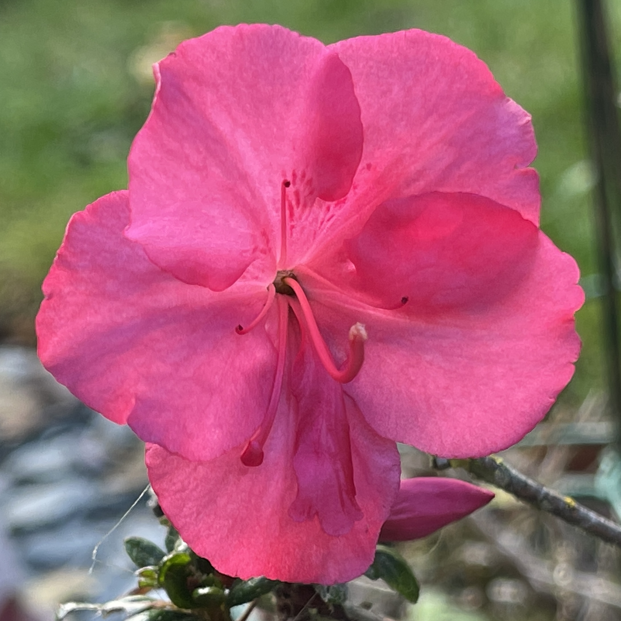 Pink flower​