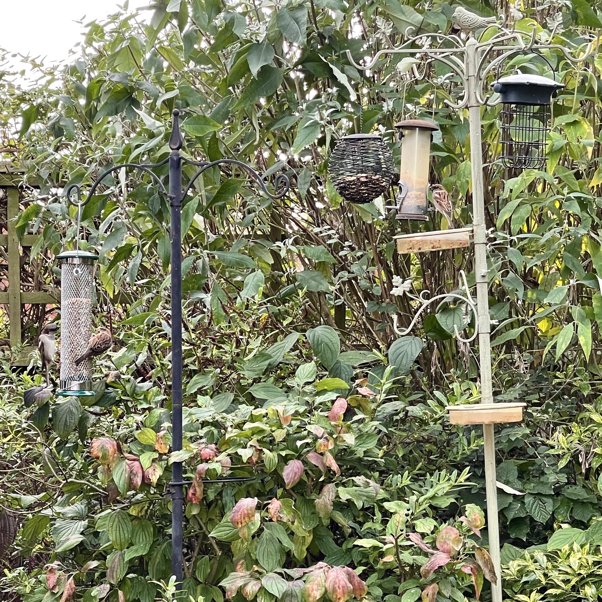 Bird feeders​