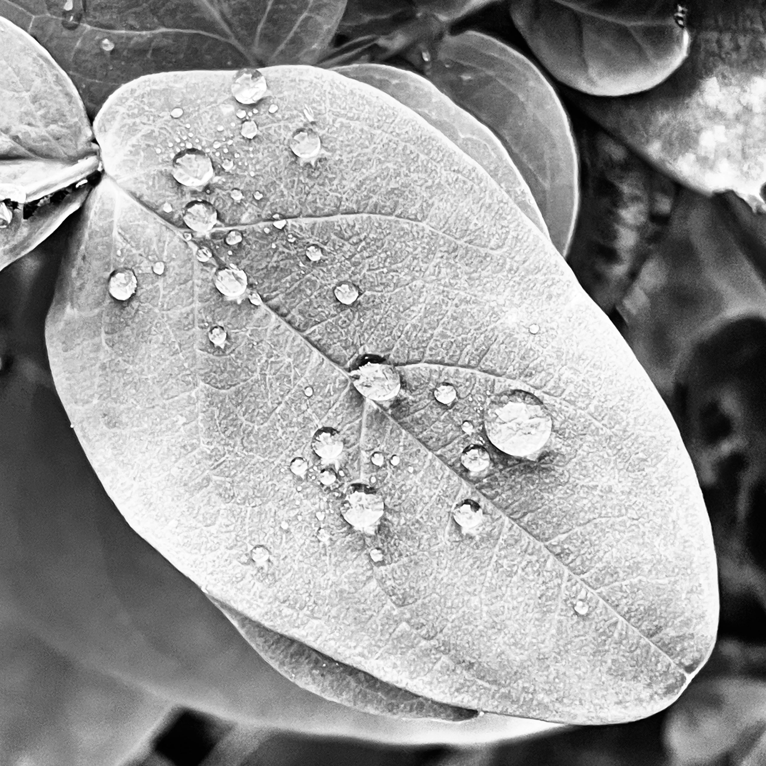 Rain on leaf