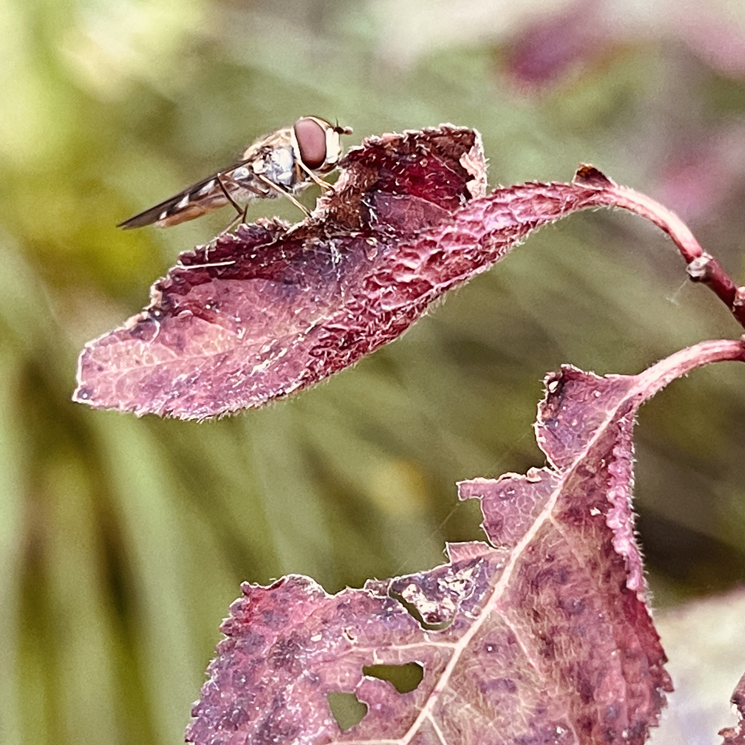 Fly on a red leaf