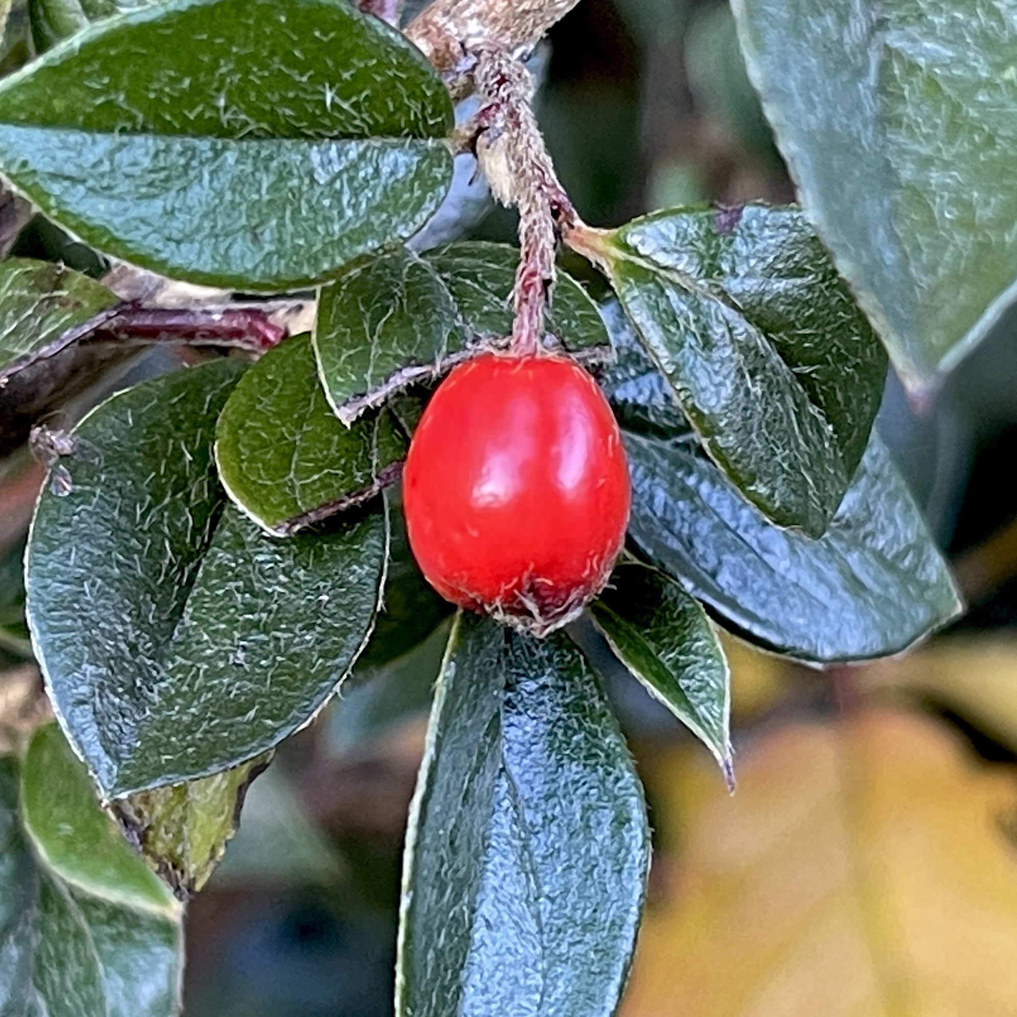 Red berry