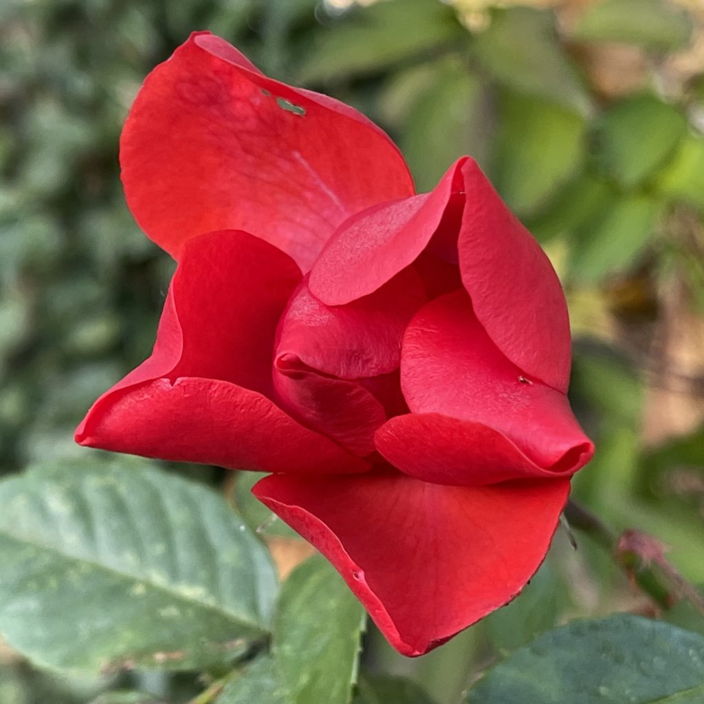 Red rose