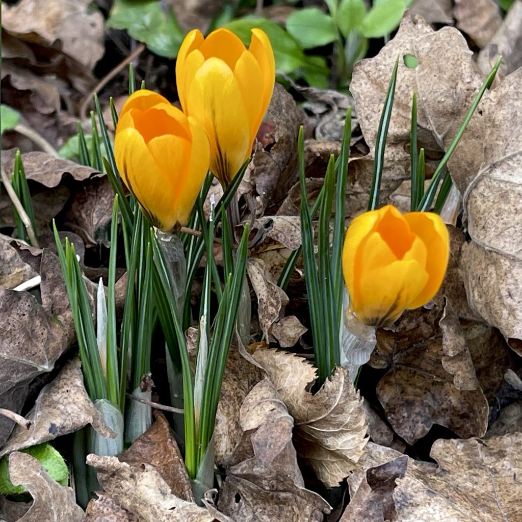 Crocuses