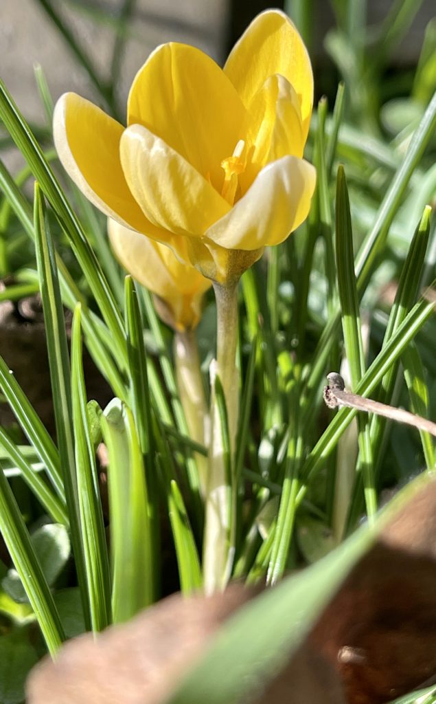 Crocus 