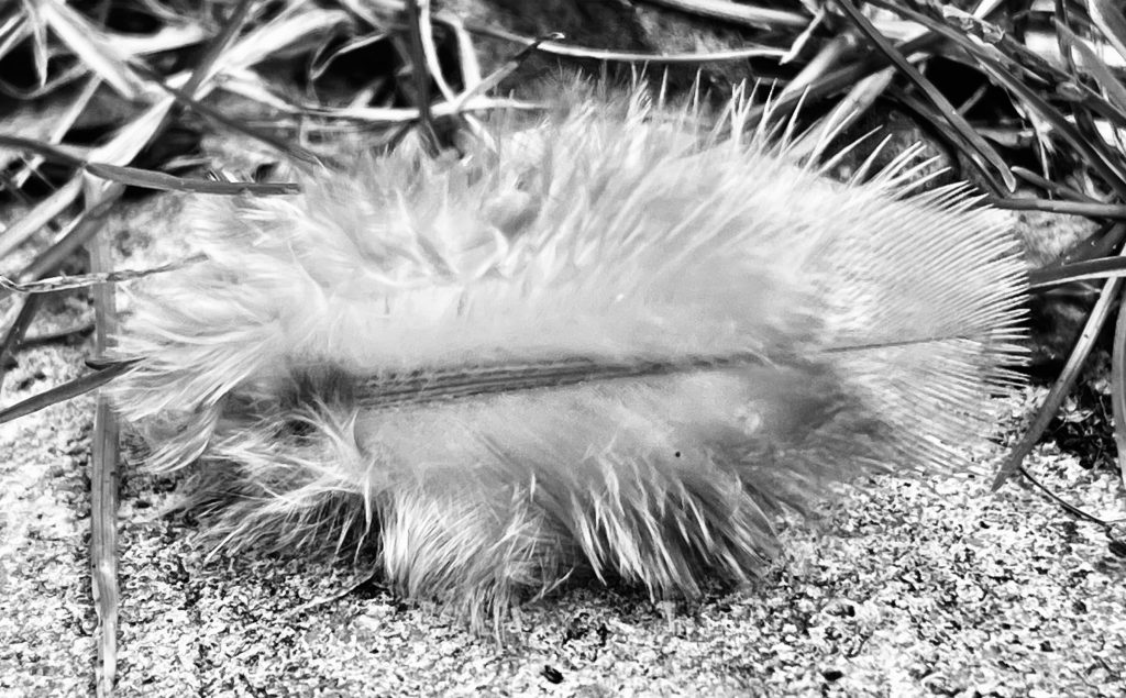 Feather 