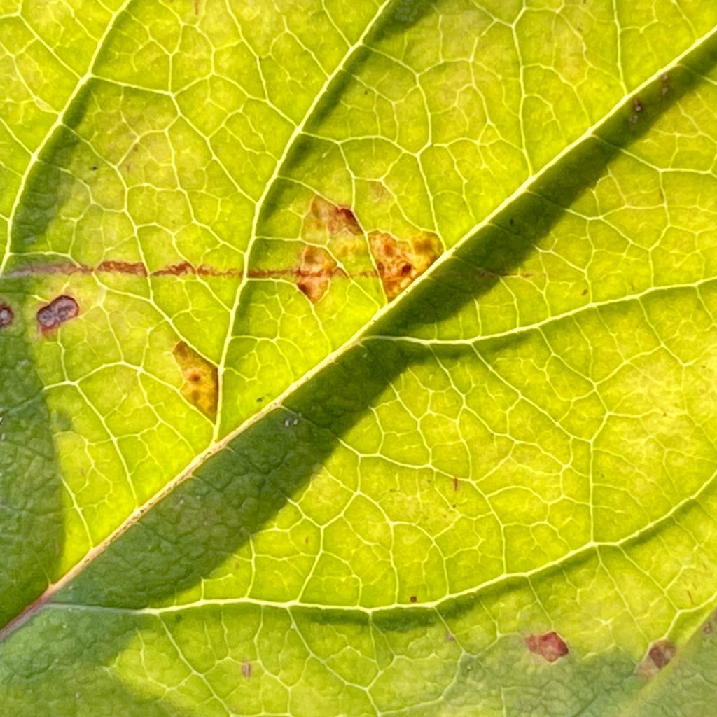 Sun through a leaf