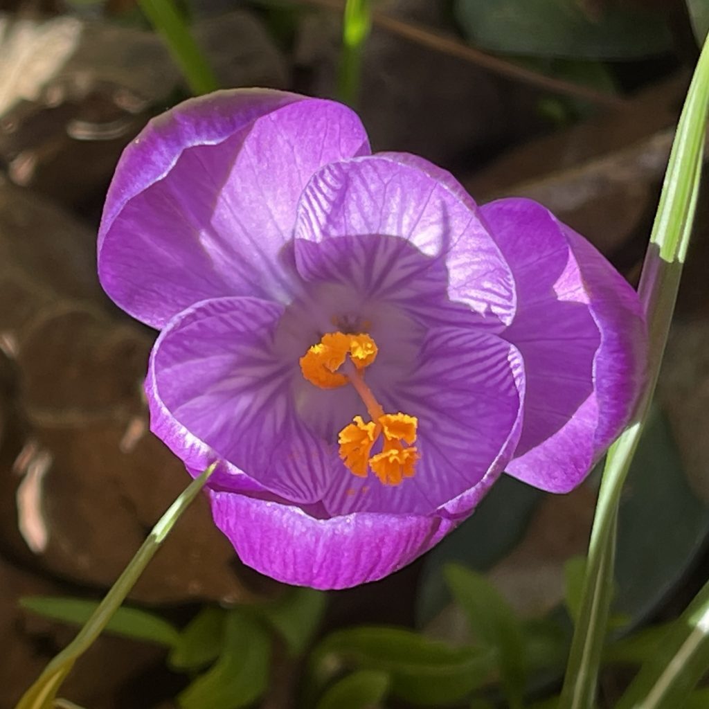 Purple crocus