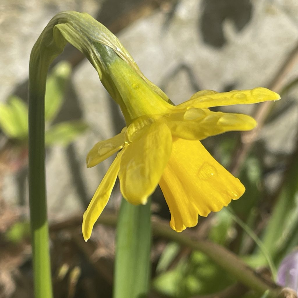 Daffodil