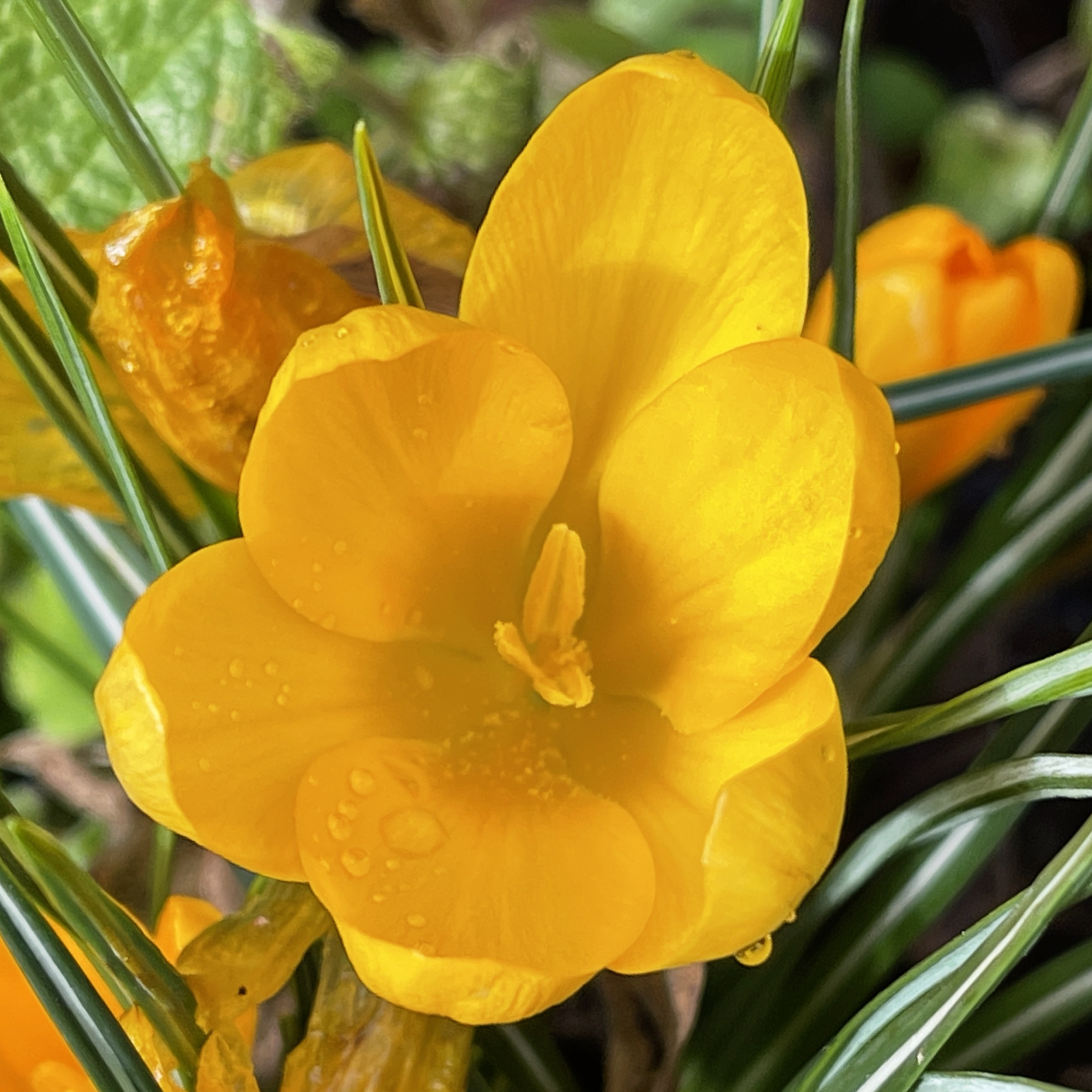 Yellow crocus