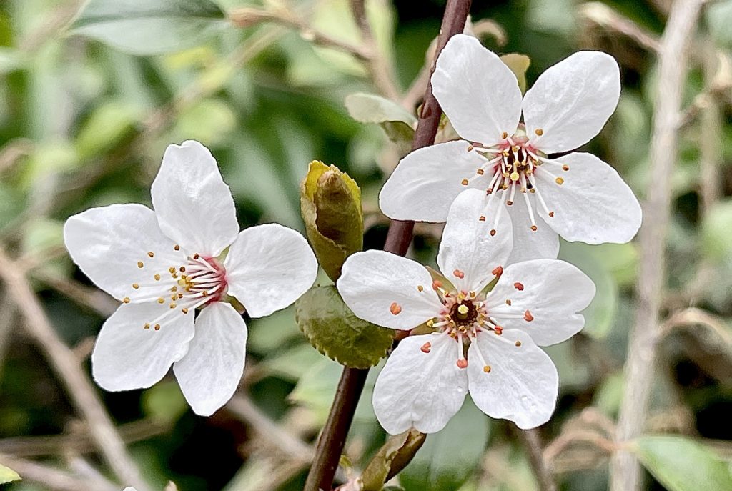 White blossom