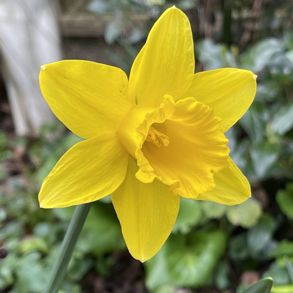 Daffodil