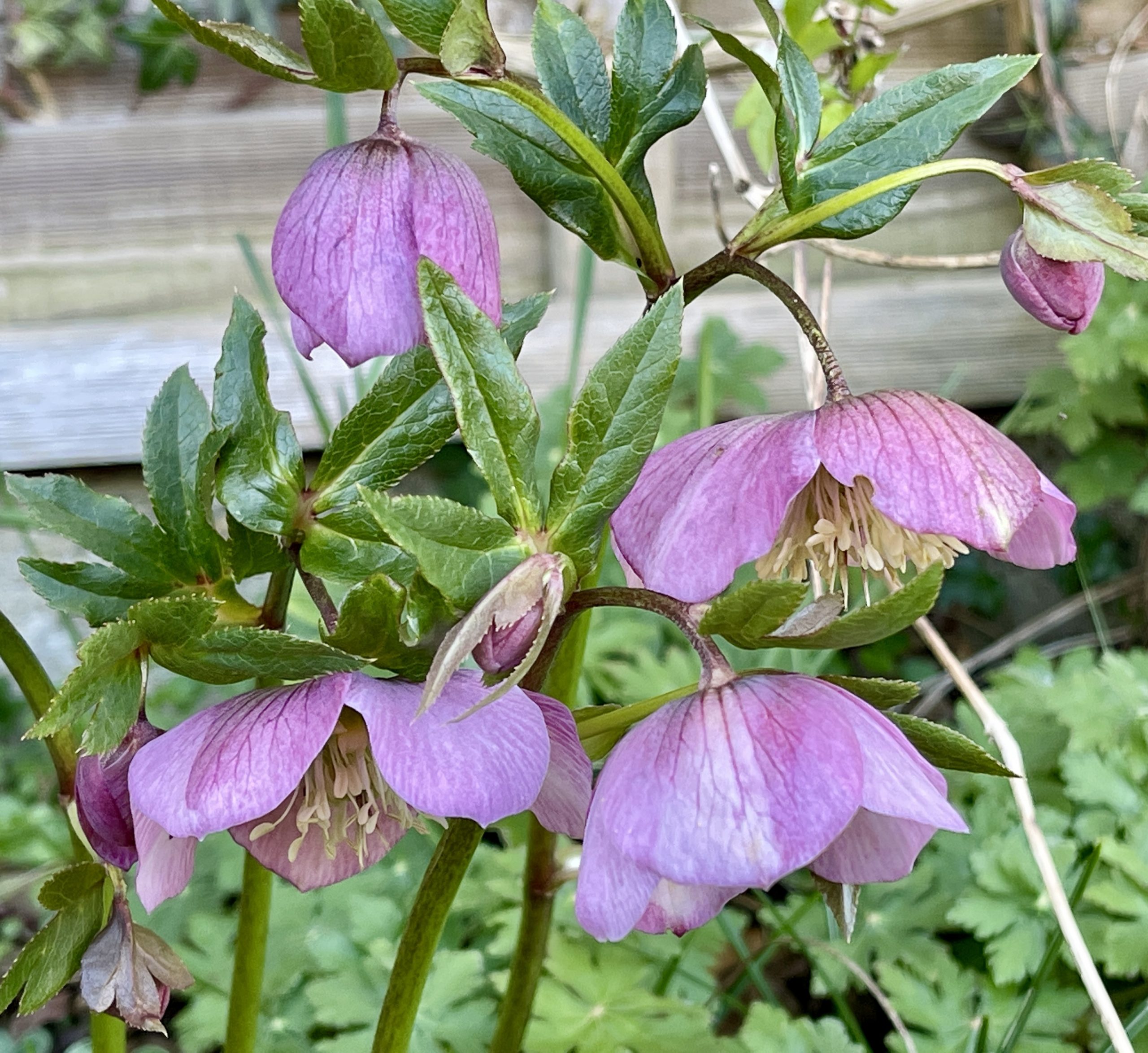 Flowers