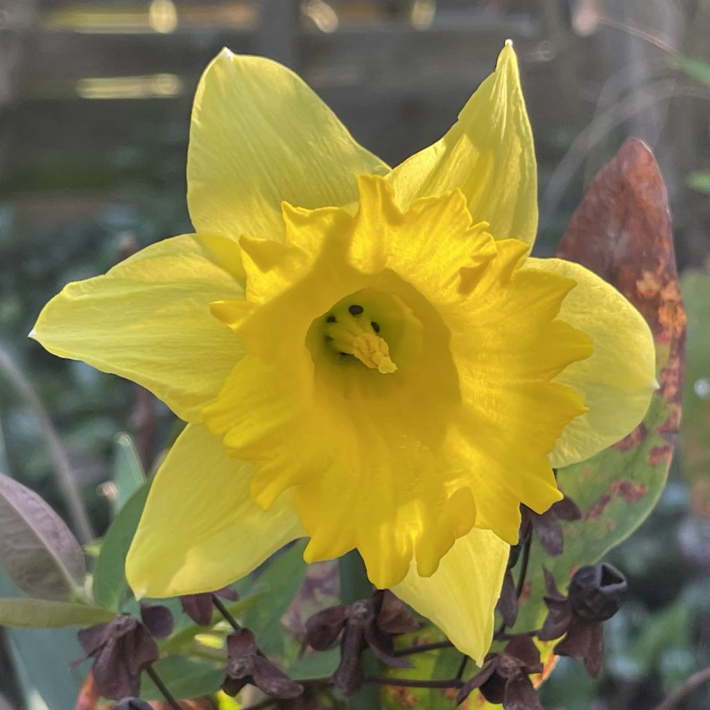 Daffodil 