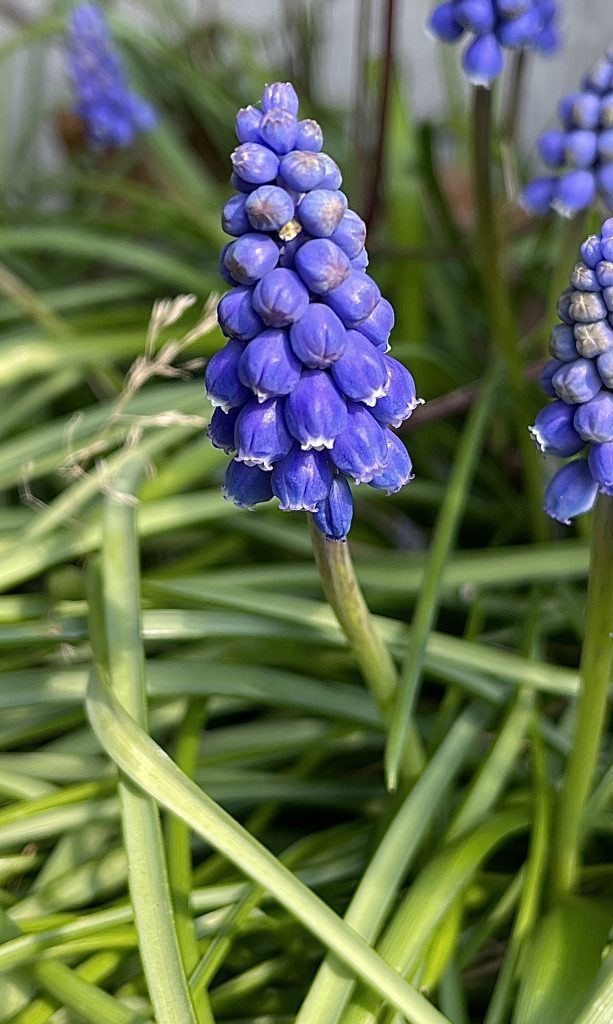 Blue flower