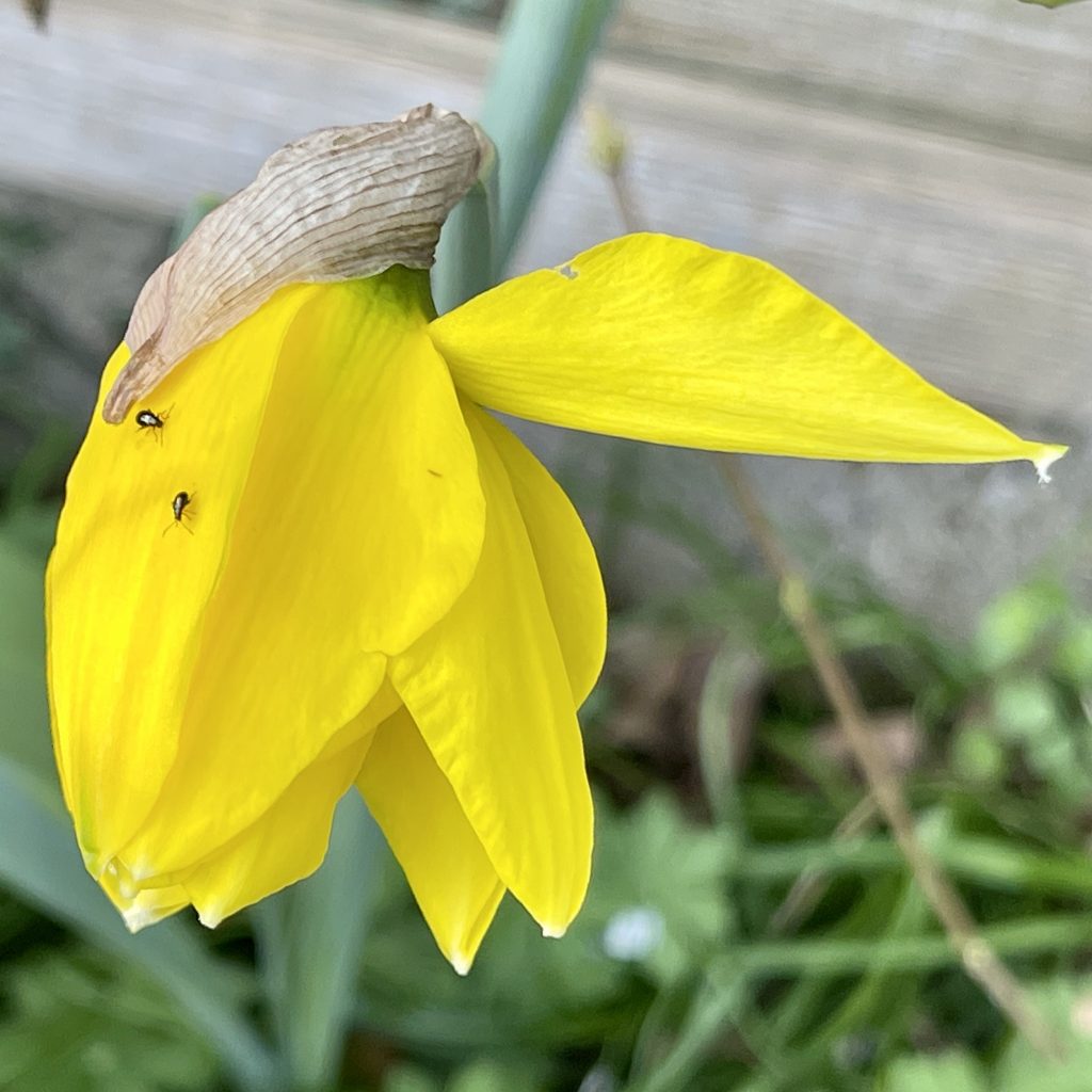 Yellow flower