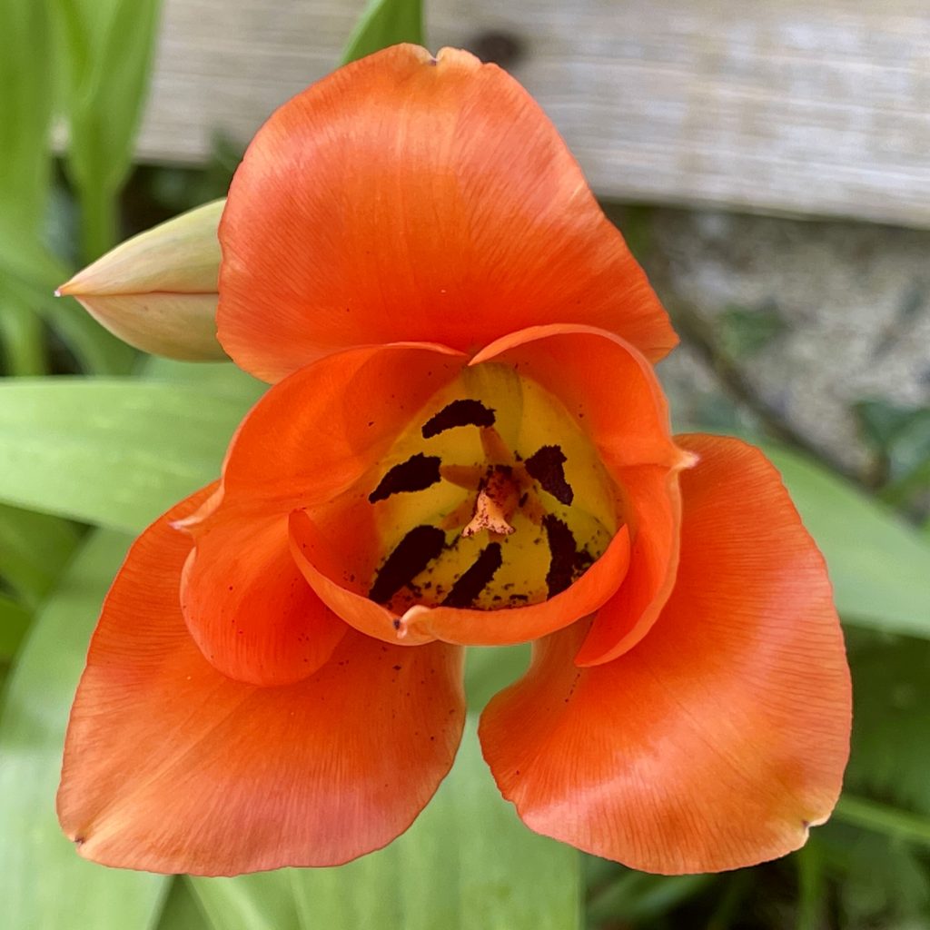 Tulip 