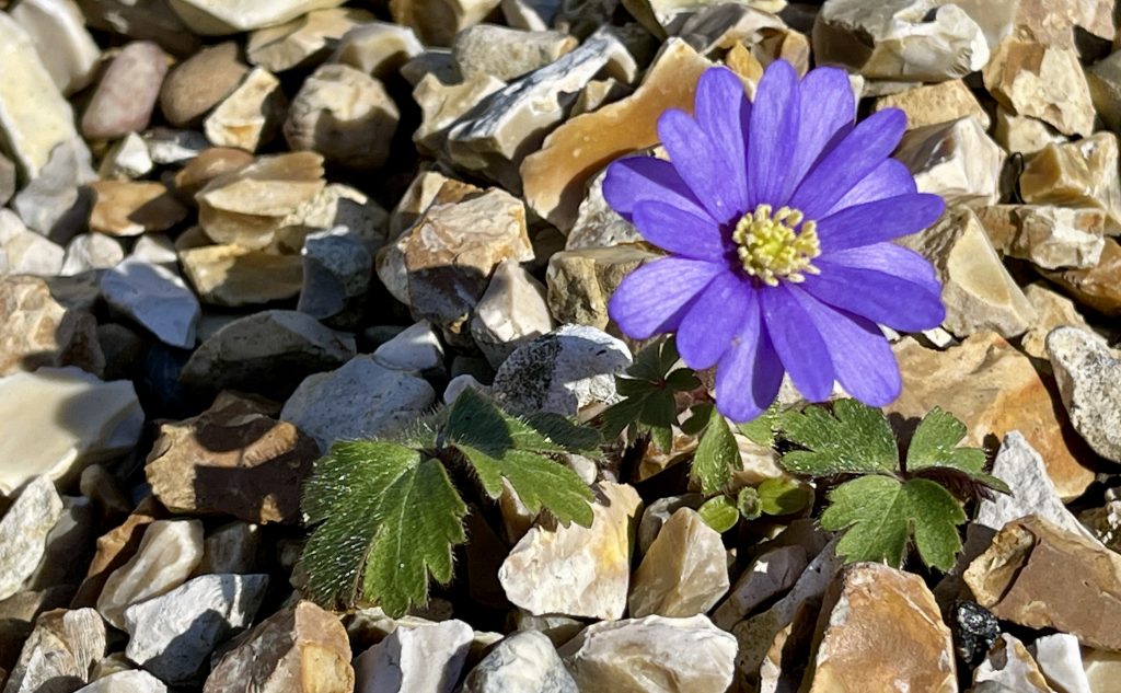 Purple flower on stones