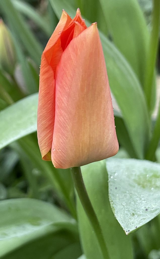 Tulip