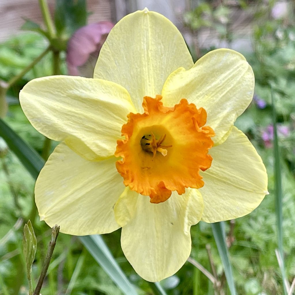 Daffodil