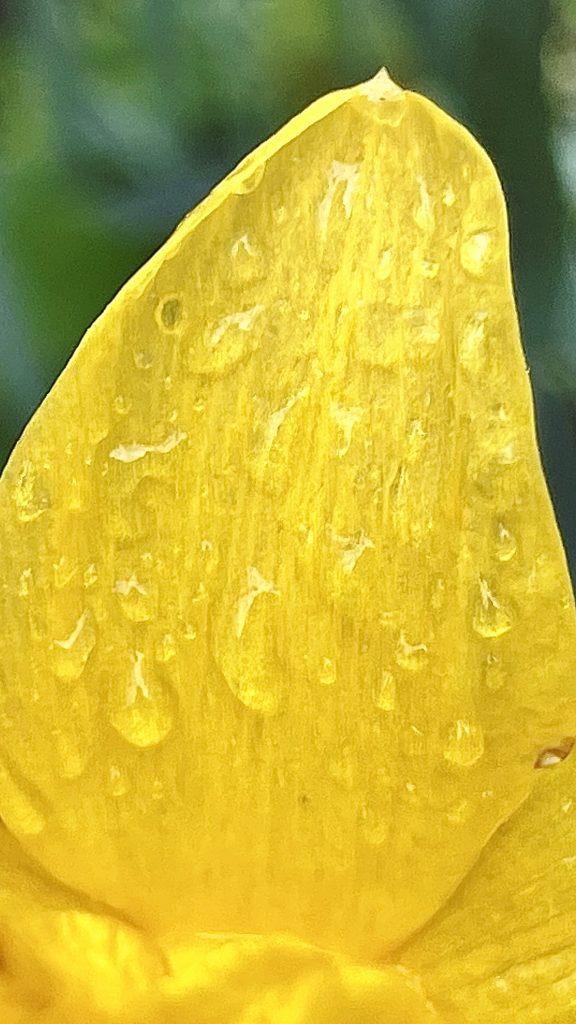 Rain on a daffodil 