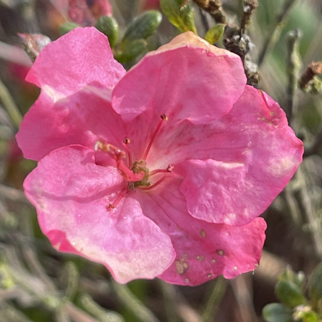 Pink flower