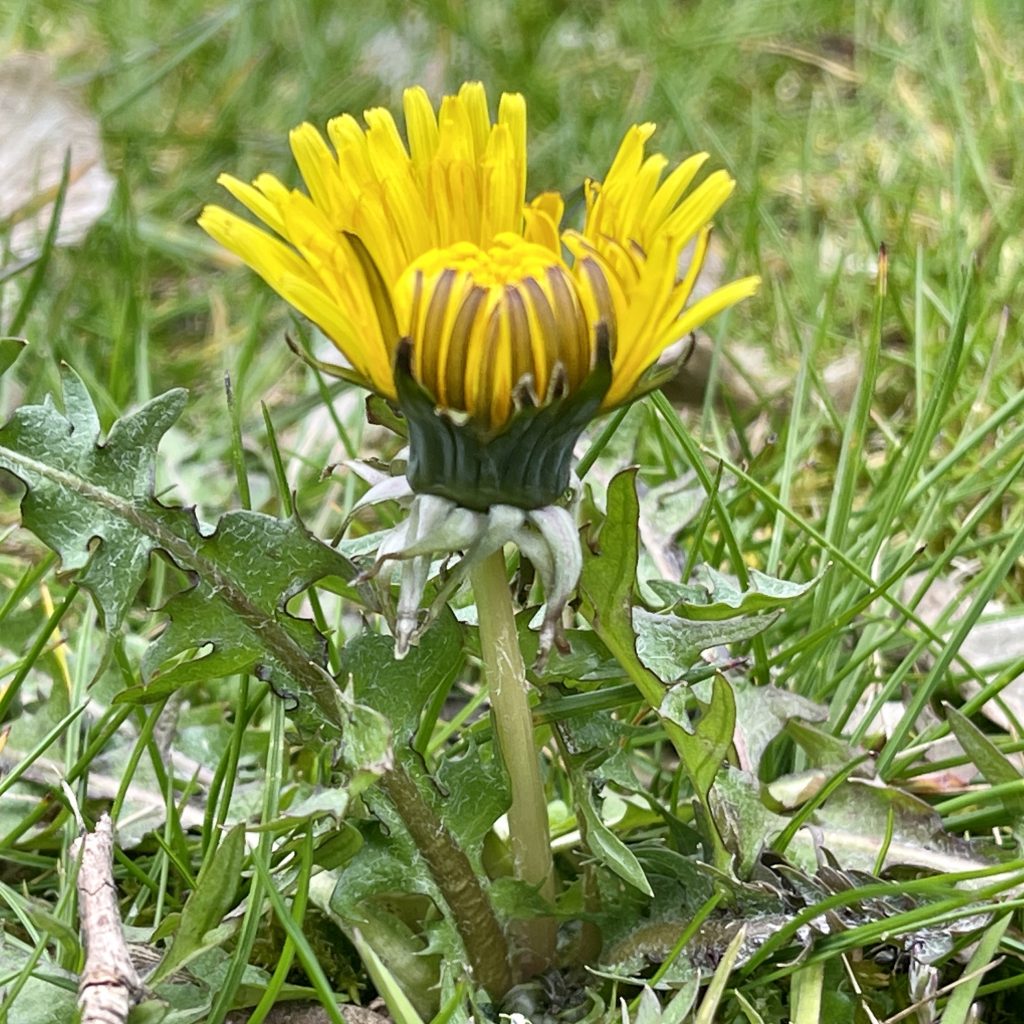 Dandelion