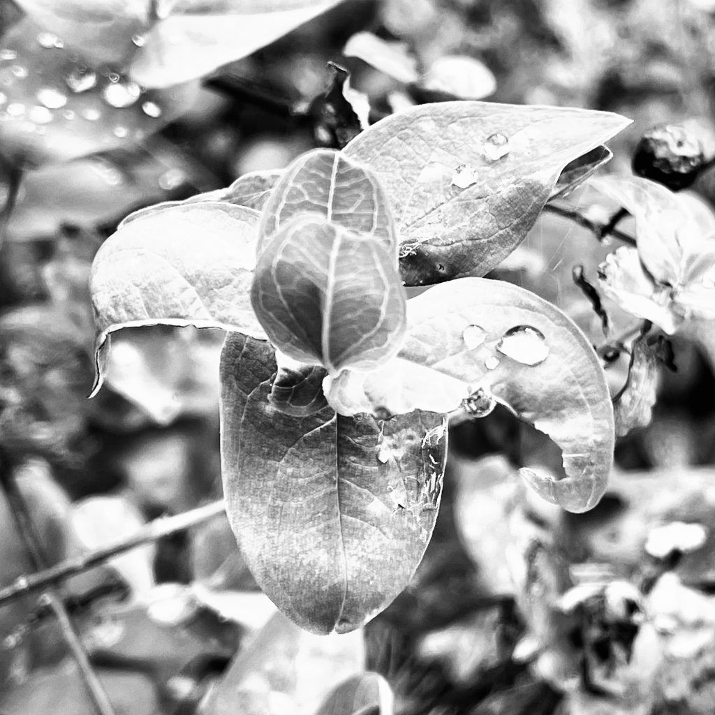 Black and white leaves and raindrop