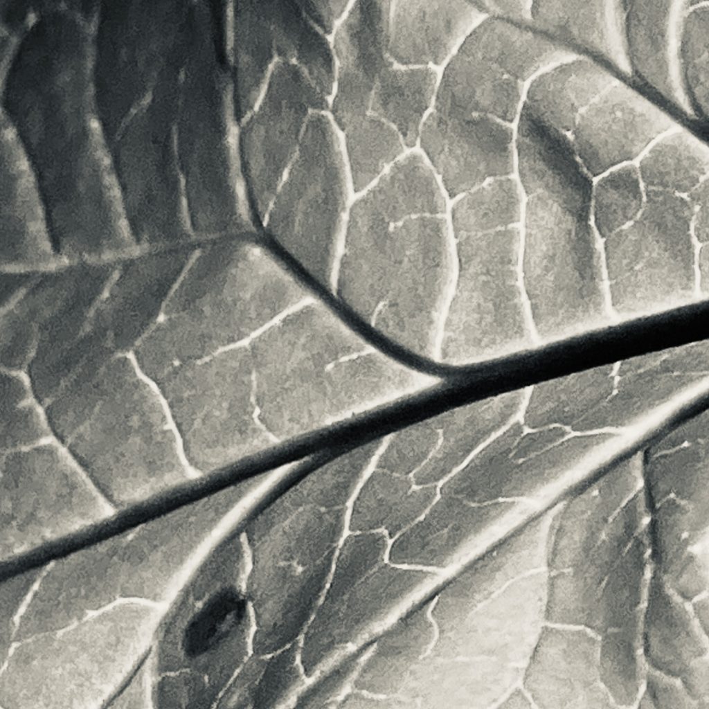 Leaf