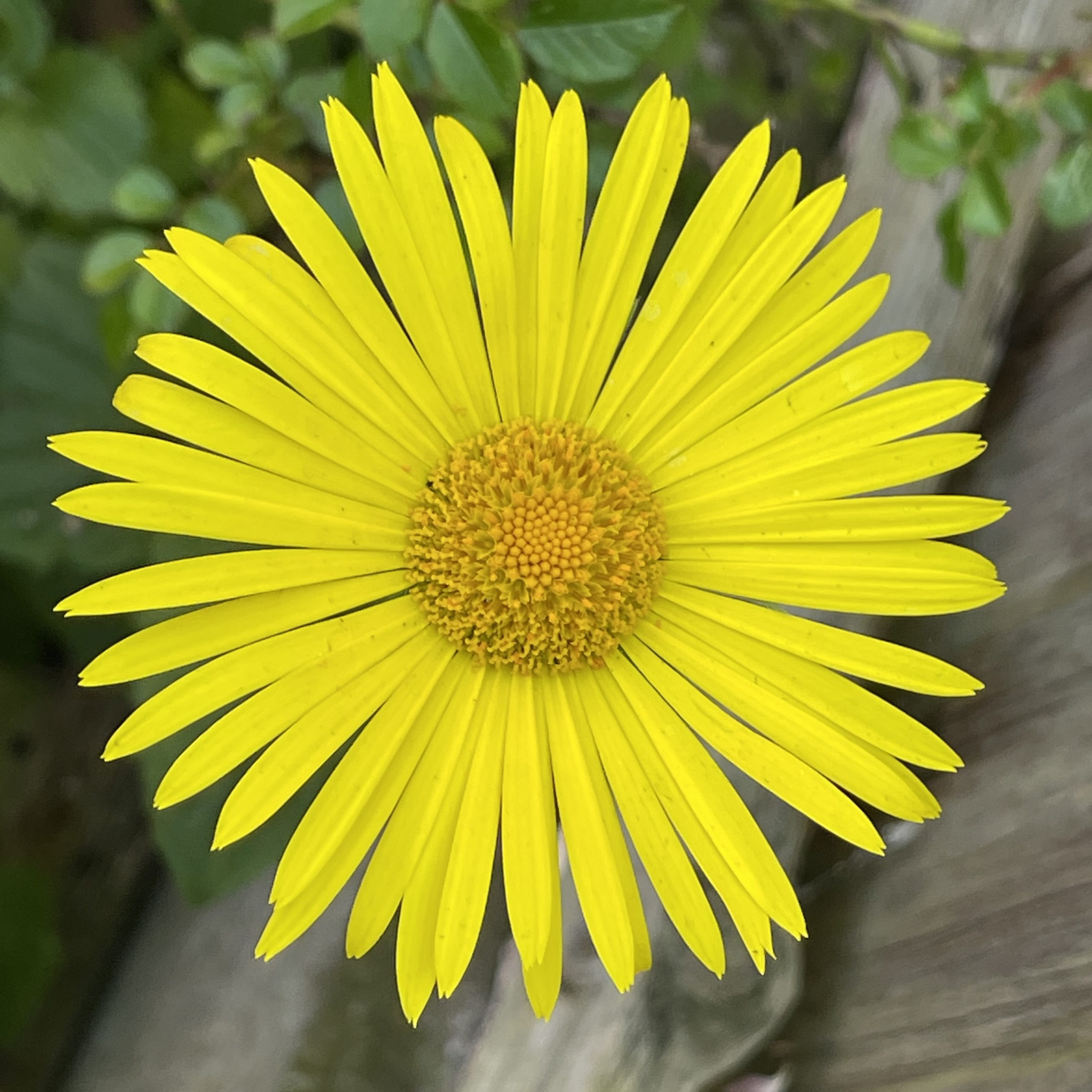 Yellow daisy