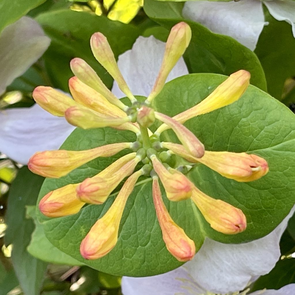 Strange flowers