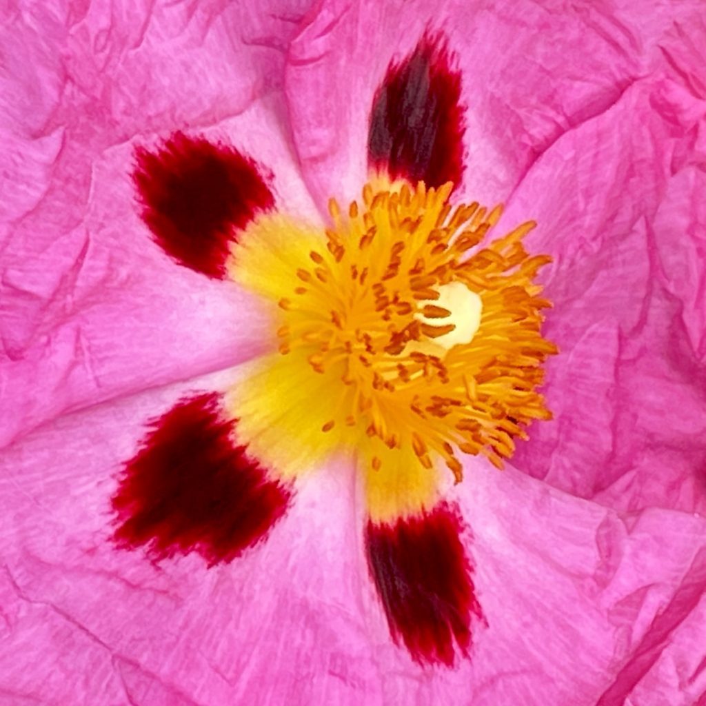 Pink and yellow flower