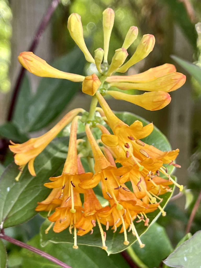 Orange flowers