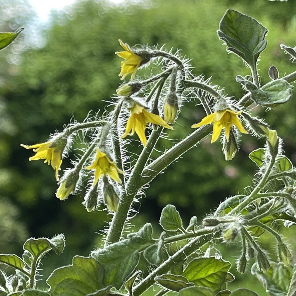 Strawberry blossom​