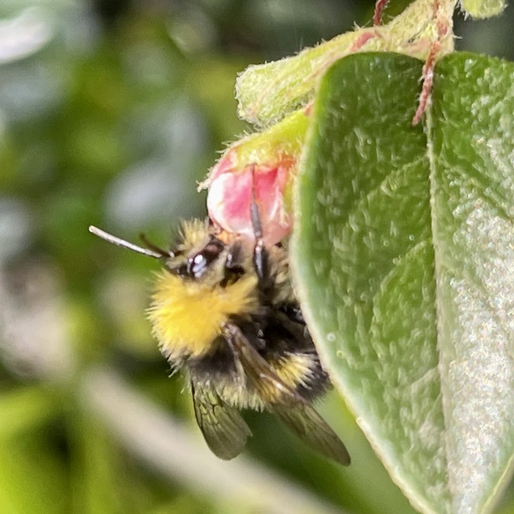 Bee collecting pollen