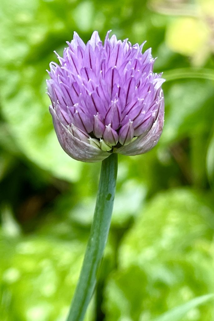 Chives