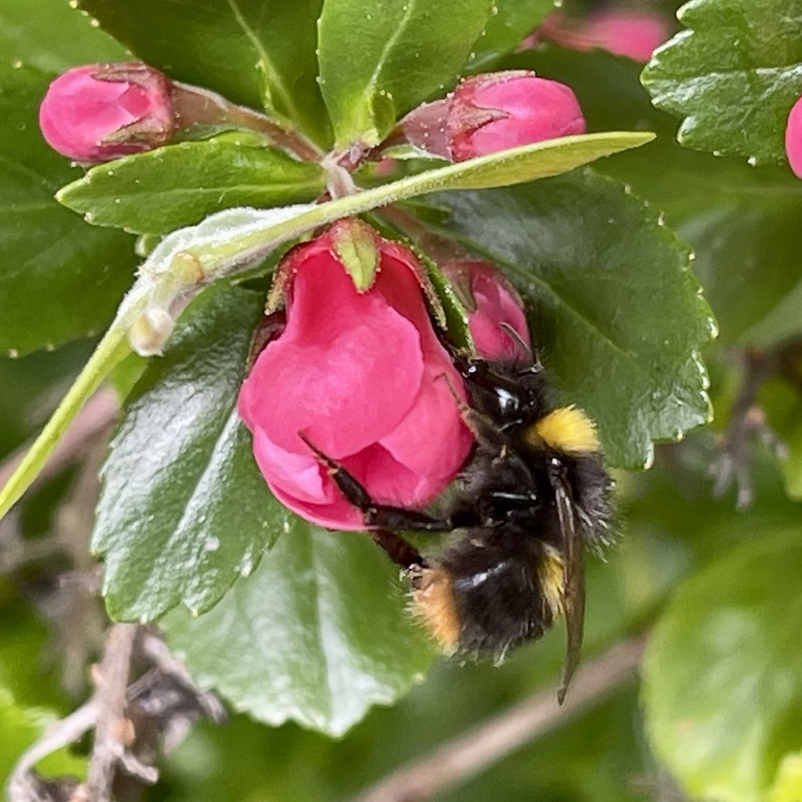 Bee on flower