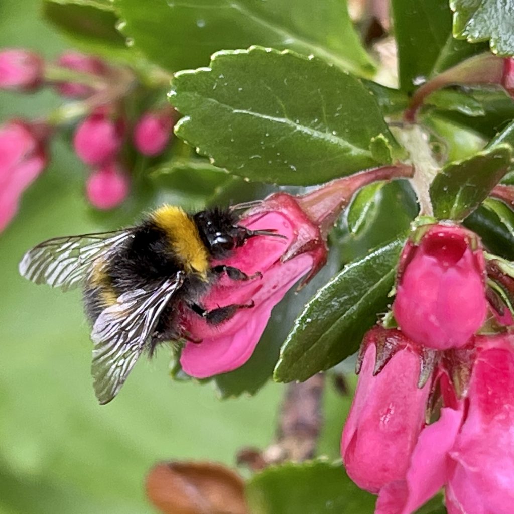 Bee on flower