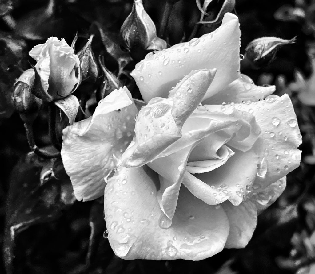 White Rose in the rain​