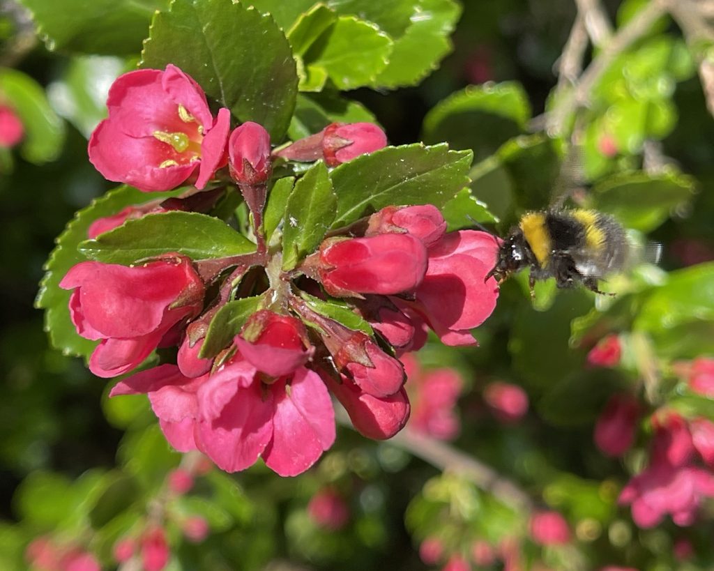 Bees in flight ​