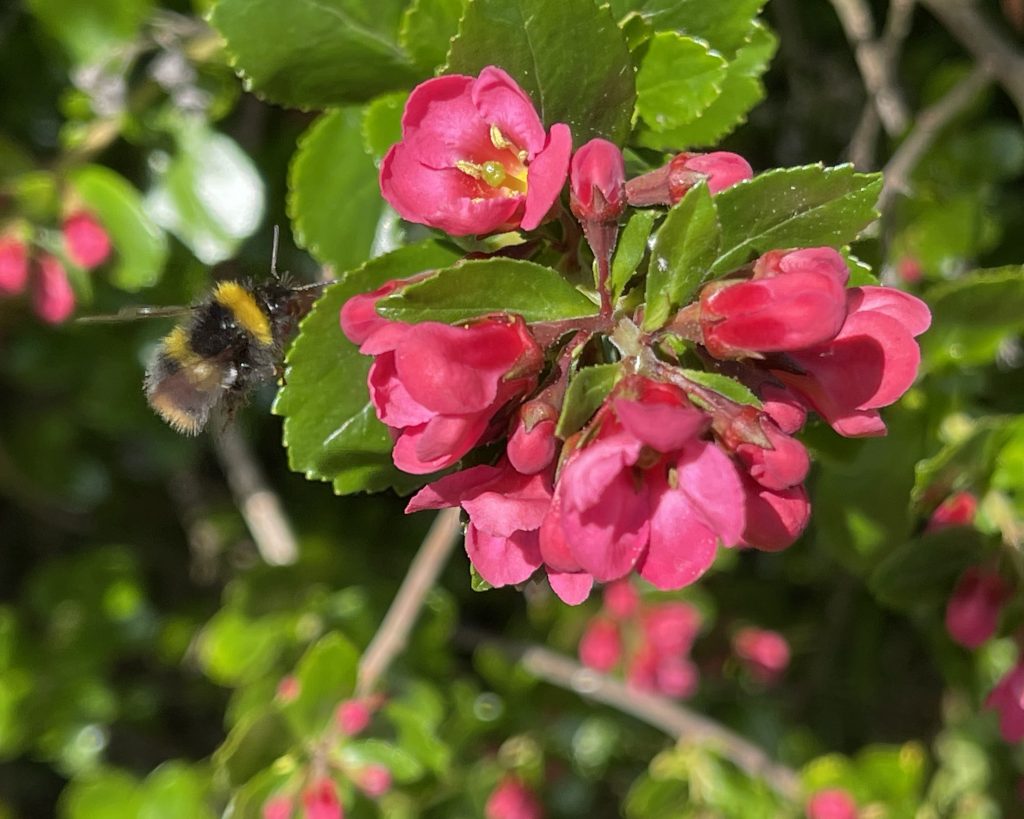 Bees in flight ​