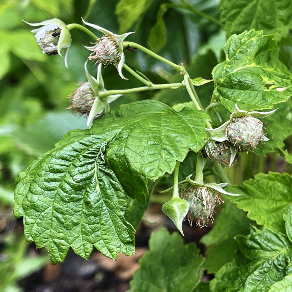 My first Raspberries ​