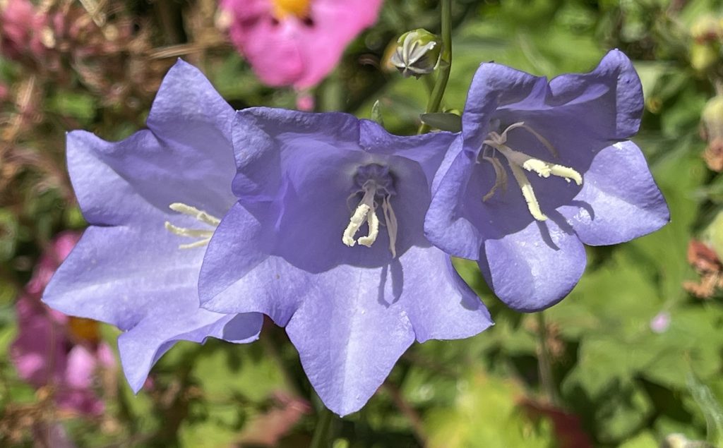 Three purple flowers