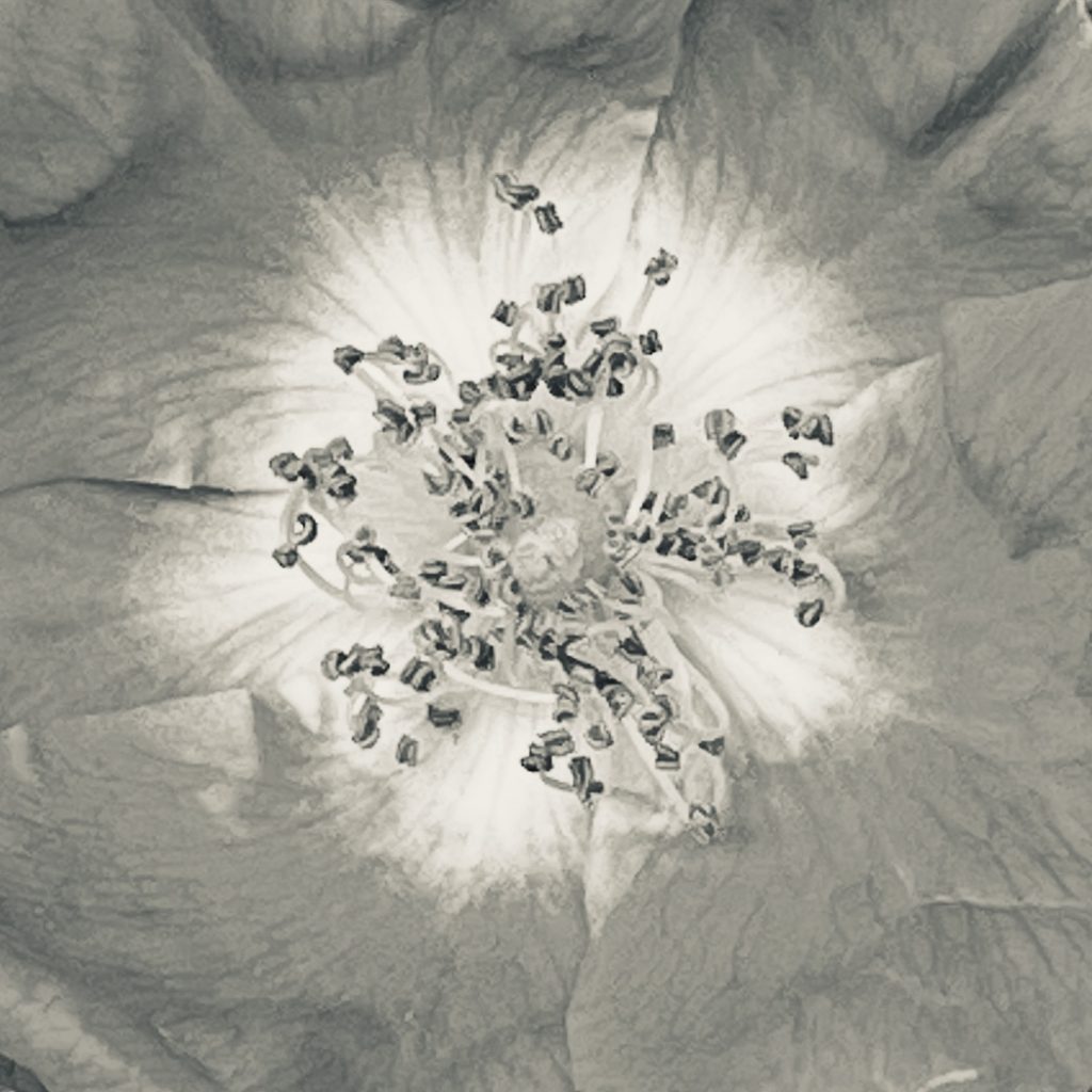 Stamens