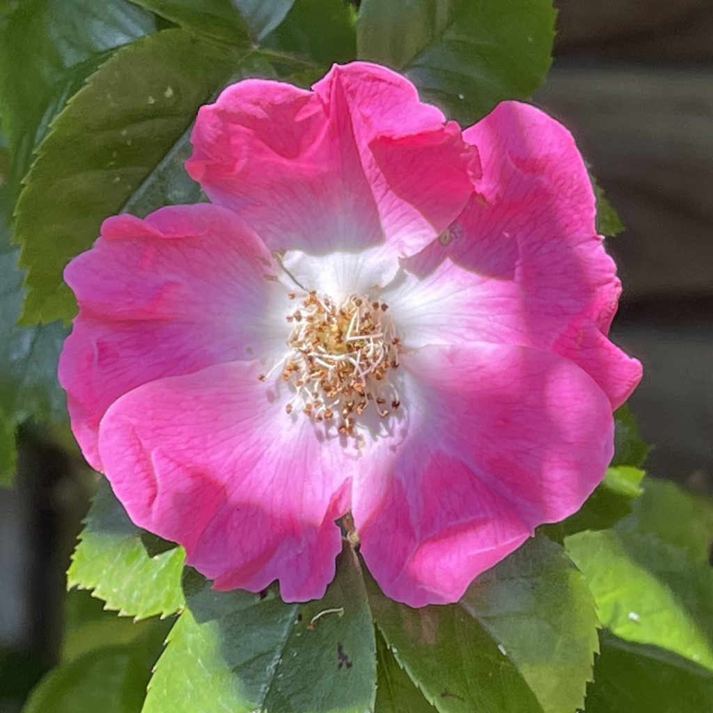 Pink and white flower 