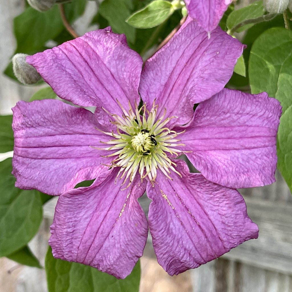 Purple flower