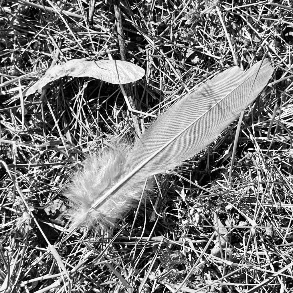 Sycamore seed and feather