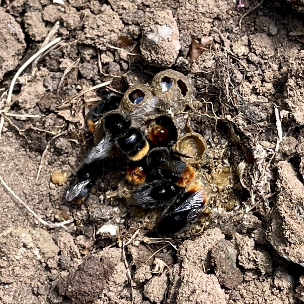 Bees nest​